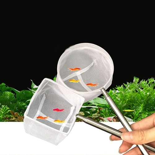 Telescopic shrimp - telescopic,