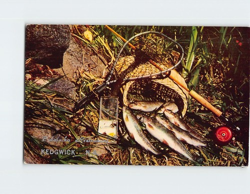 Postcard freshly caught - postcard,