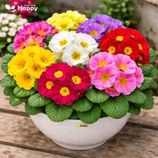 Dwarf Primrose - Potsdam Giant