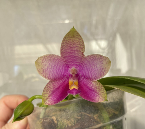 Phalaenopsis miki mok choi - miki,