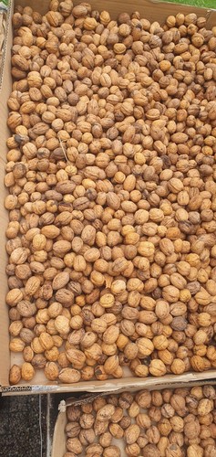 4kg fresh 2025 wild - uk, wild-grown