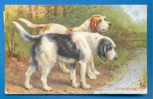 Favourite dogs otter - favourite, dogs.otter