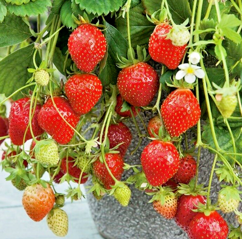 Strawberry mara des - des, bois