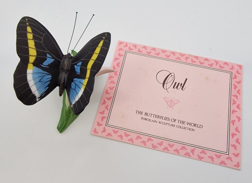 Owl butterflies the - -, of