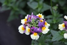 Nemesia Blue and Cream 6 plug