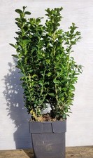 Buxus Sempervirens Box Hedge Plant  In 1 Litre Pot Easy Care. 