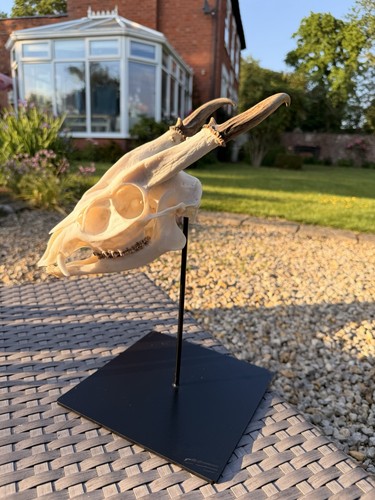 Real muntjac full - real, skull