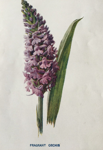 Antique print fragrant orchis - fragrant,