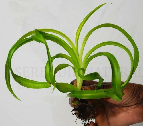 Curly spider plant - spider,
