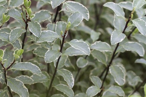 Pittosporum tenuifolium