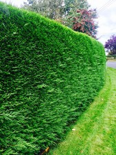 10 Green Leylandii Hedging