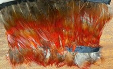 Red Flank Golden Pheasant