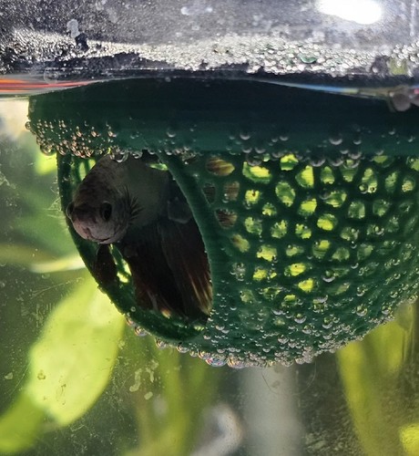 Betta fish tank cave - cave, hammock