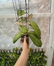 Hoya Sp Tangamuss Mature Large Plant Giant Leaves & Mutant Leaves Rare Aroid