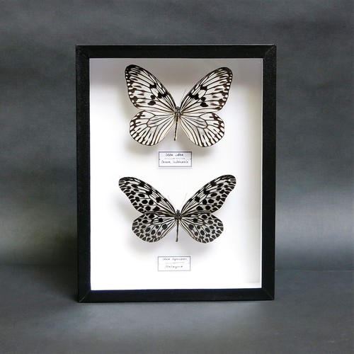 Paper kite real butterfly - "paper,