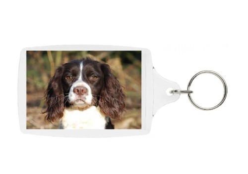 English springer spaniel - english,