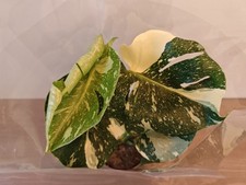 Monstera Thai Constellation