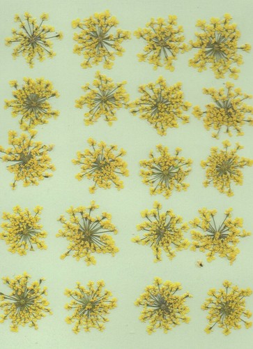 Real pressed flowers yellow - real,