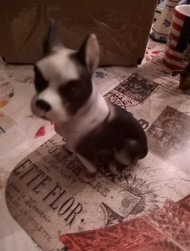 Small black white - small, dog