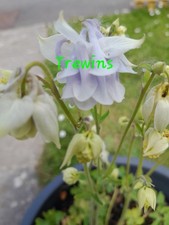 Aquilegia Seeds x 30 Moonlight Breeze Perennial Pale Blue Flowers 🐝 🦋 Cottage 