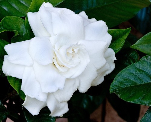Gardenia crown jewels dwarf - gardenia,