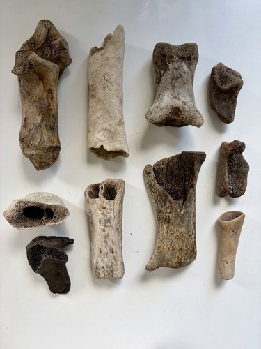 Large animal bones bundle - large,
