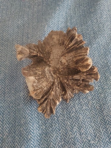 Vintage wood rose - vintage, paracite
