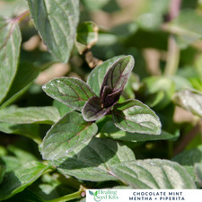 Mentha 'Chocolate' Mint Garden Herb Garden Plug Plants Pack x3