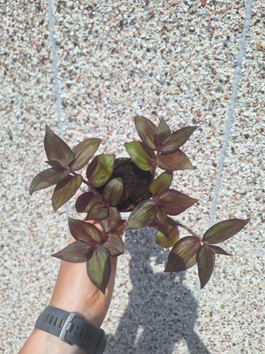 Tradescantia flame dance small - flame,