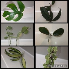 Mix PLANT Prop Box  6