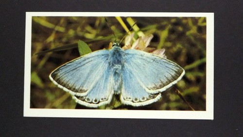 Grandee cigar card - 1,