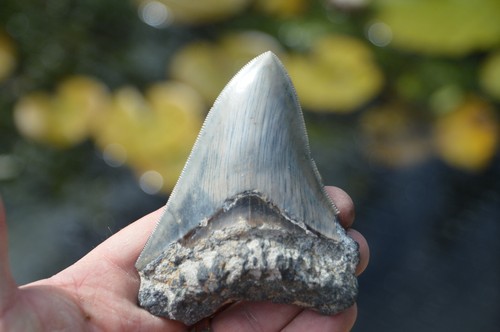 Genuine megalodon shark tooth - megalodon,