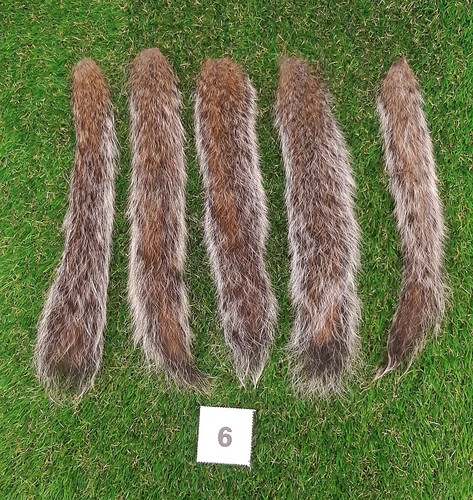 Genuine grey squirrel - 5, x