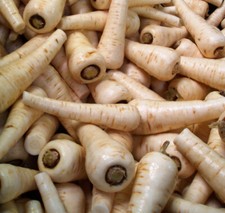 Parsnip Plug Plants "Grow Your