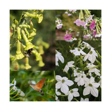 Nicotiana Mixed Collection - 500 Seeds Shade Loving Tobacco Flower Plants