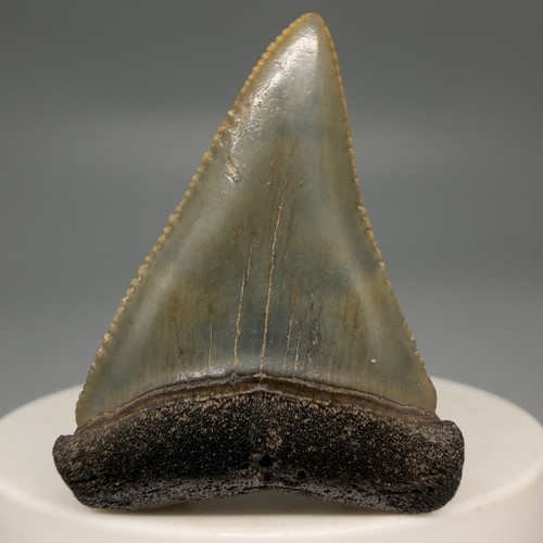 Gorgeous sharply serrated - sharply,
