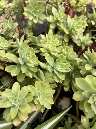 Sedum palmeri mendoza - 3x, 'mendoza'