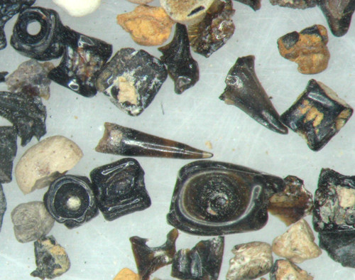 Cretaceous wealden hastings - wealden,