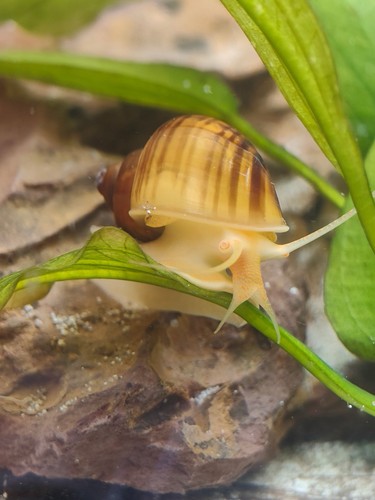 Mystery snails juvenile - (juvenile,