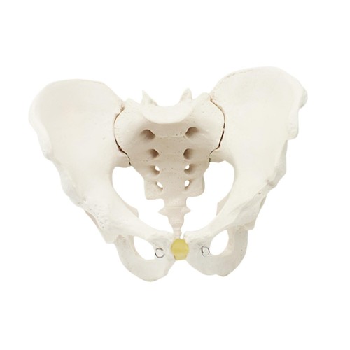 Life size male pelvis - life, model