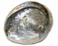 Abalone Shell for Sage
