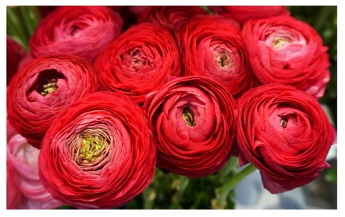 Ranunculus asiaticus red - 20,