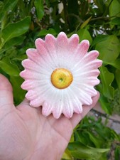 Dolphin Massié Vallauris