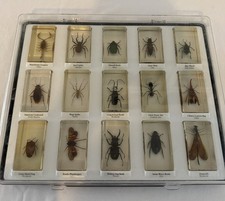 Set of 15 vintage preserved