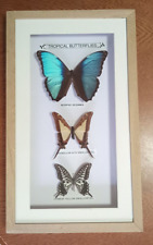 Framed Real Butterflies In Large Wooden &Glass Frame Taxidermy/insect/entomology