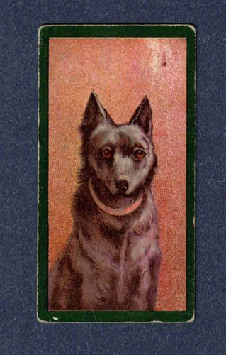 1900 taddy co dogs - taddy,