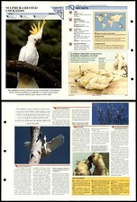 Sulphur-Crested Cockatoo #79 Birds Wildlife Fact File Fold-Out Card