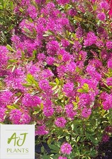 Hebe Wiri Charm - 10 Litre Pot