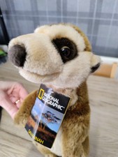 National Geographic Meerkat