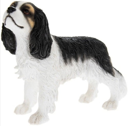Cavalier king charles - cavalier,